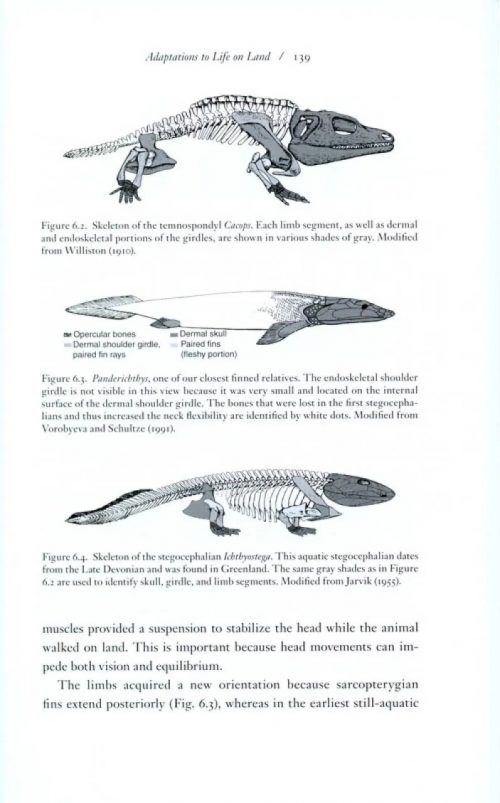How Vertebrates Left the Water - Image 4