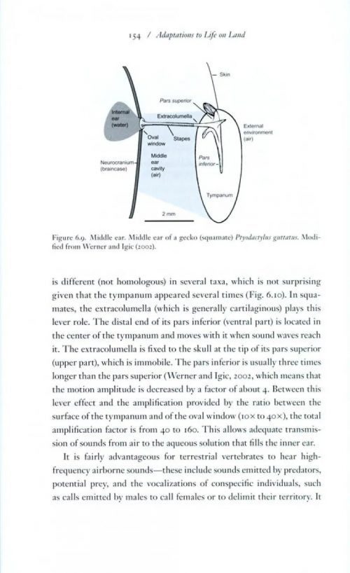 How Vertebrates Left the Water - Image 5