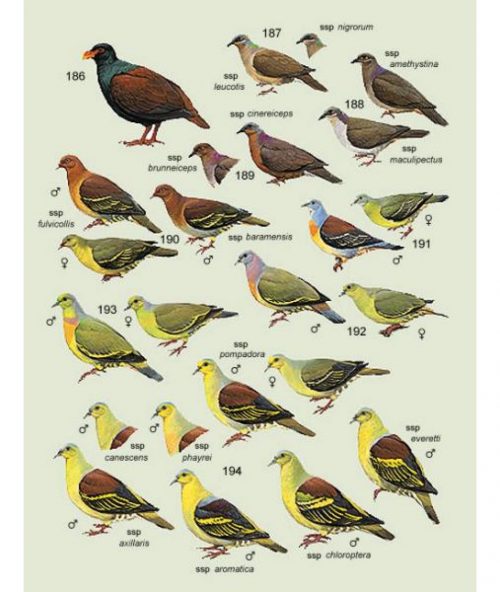 Handbook of the Birds of the World [HBW], Volume Four: Sandgrouse to Cuckoos - Image 2