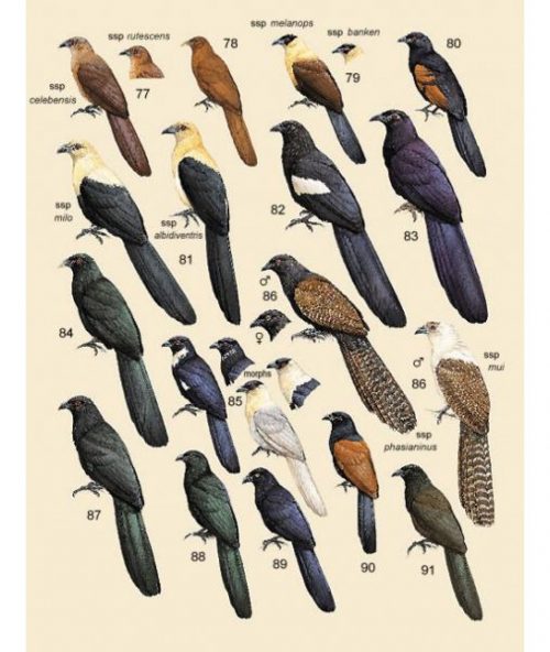 Handbook of the Birds of the World [HBW], Volume Four: Sandgrouse to Cuckoos - Image 3