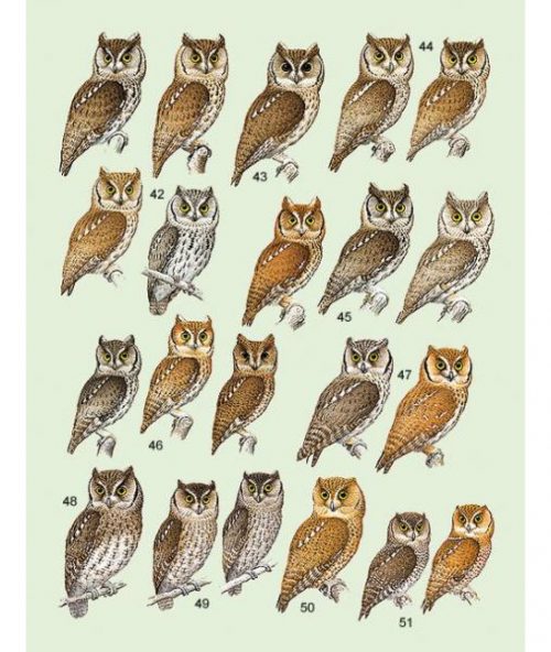 Handbook of the Birds of the World [HBW], Volume Five: Barn Owls to Hummingbirds - Image 2