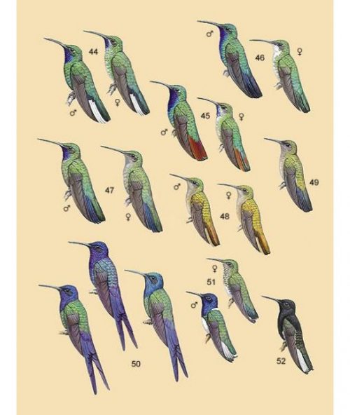 Handbook of the Birds of the World [HBW], Volume Five: Barn Owls to Hummingbirds - Image 3