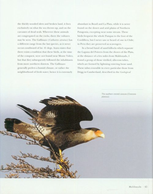 The Voyage of the Beagle: The Illustrated Edition of Charles Darwin's Travel Memoir and Field Journal - Image 2