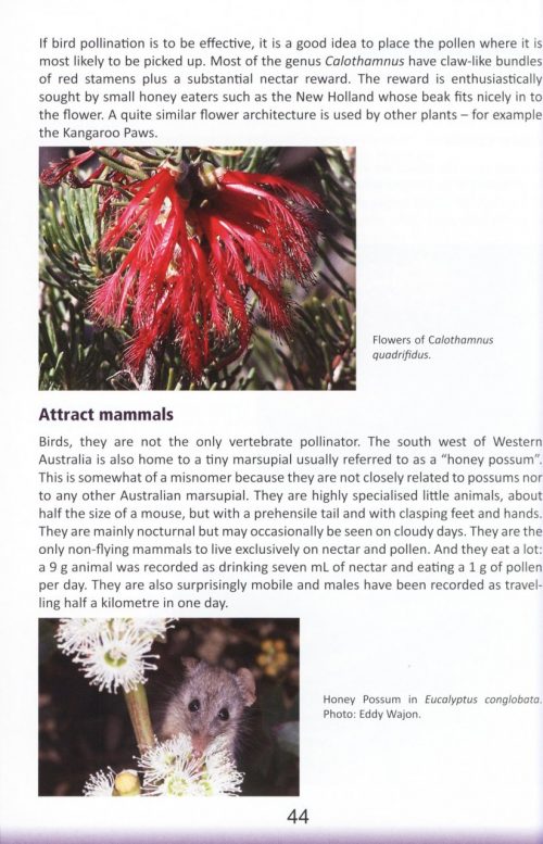 How to Enjoy WA Wildflowers - Image 3