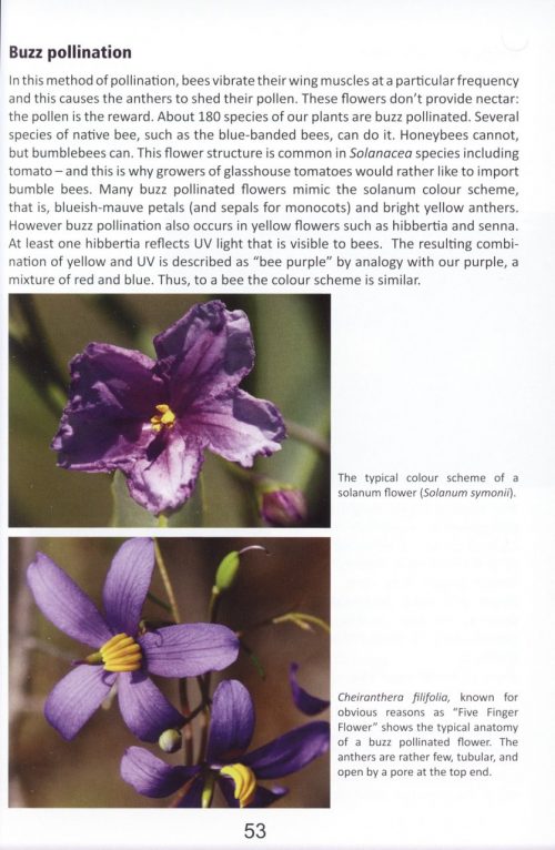 How to Enjoy WA Wildflowers - Image 4