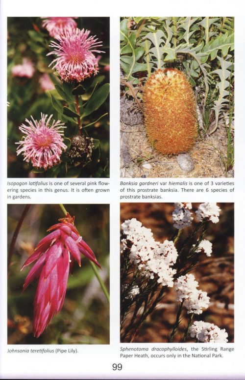 How to Enjoy WA Wildflowers - Image 5