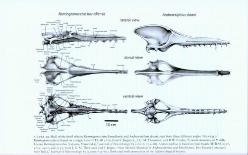 The Walking Whales: From Land to Water in Eight Million Years - Image 3