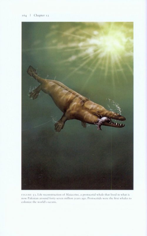 The Walking Whales: From Land to Water in Eight Million Years - Image 4