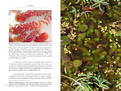 Aldrovanda: The Waterwheel Plant - Image 2