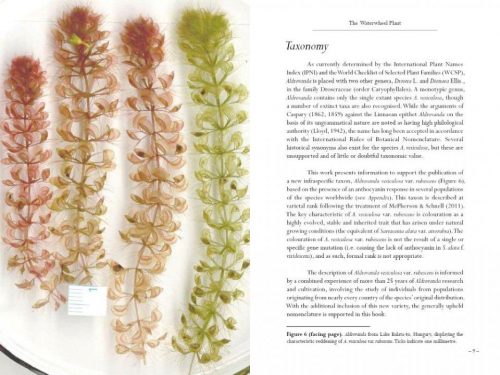 Aldrovanda: The Waterwheel Plant - Image 4