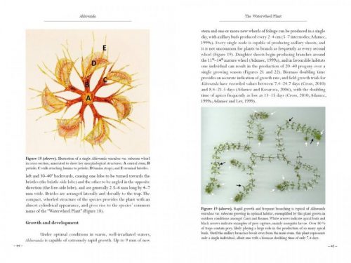 Aldrovanda: The Waterwheel Plant - Image 5