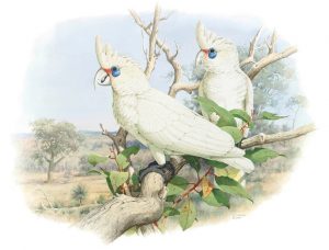 Western Corella