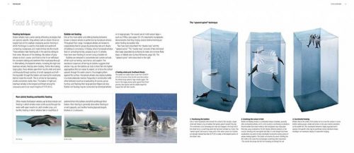 Whales, Dolphins and Porpoises: A Natural History and Species Guide - Image 2