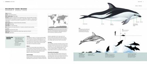 Whales, Dolphins and Porpoises: A Natural History and Species Guide - Image 3