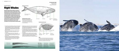 Whales, Dolphins and Porpoises: A Natural History and Species Guide - Image 4
