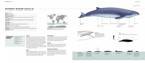 Whales, Dolphins and Porpoises: A Natural History and Species Guide - Image 5