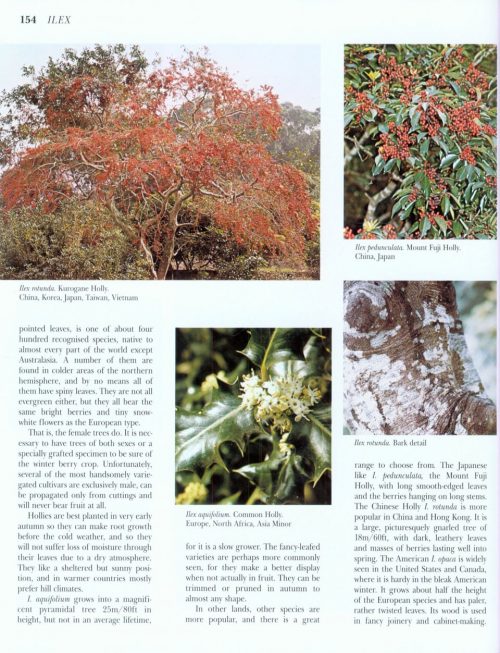 What Tree is That? (Third Edition) - Image 4