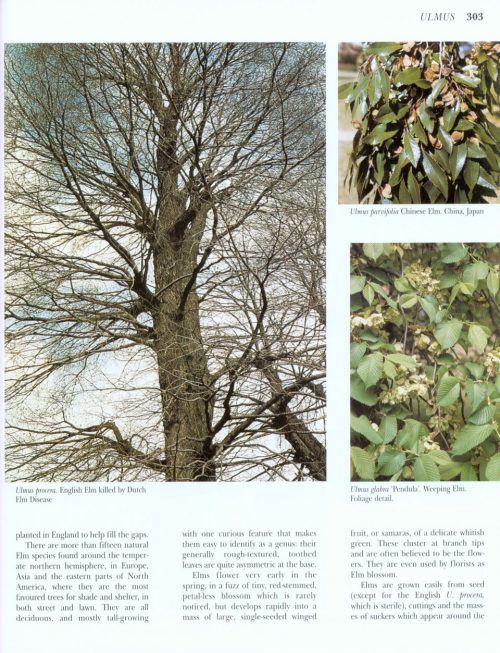 What Tree is That? (Third Edition) - Image 6