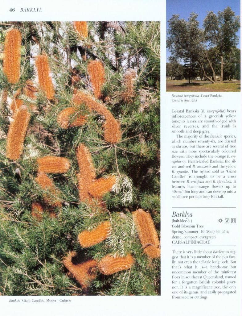 What Tree is That? (Third Edition) Nokomis