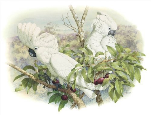 White Cockatoo
