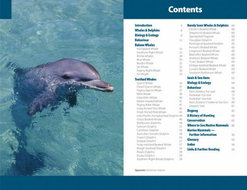 Sea Mammals and Where to Watch Them: A Wild Australia Guide - Image 3