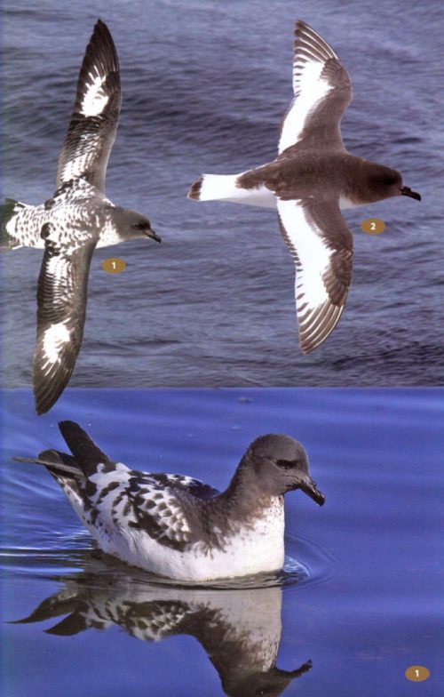 A Field Guide to the Wildlife of South Georgia - Image 4