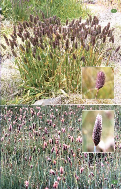 A Field Guide to the Wildlife of South Georgia - Image 7