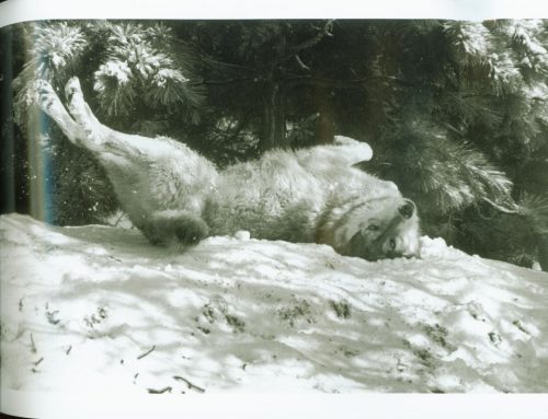 Wolf Empire:  An Intimate Portrait of a Species - Image 5