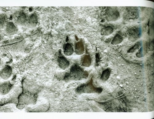 Wolf Empire:  An Intimate Portrait of a Species - Image 4
