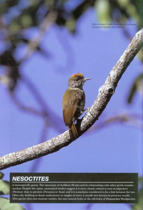 Woodpeckers of the World: The Complete Guide (Helm Photographic Guide) - Image 3