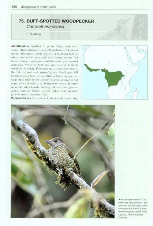 Woodpeckers of the World: The Complete Guide (Helm Photographic Guide) - Image 4