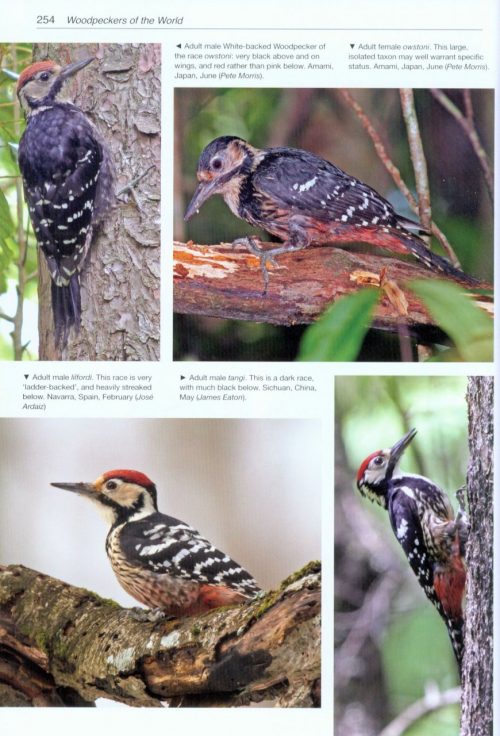 Woodpeckers of the World: The Complete Guide (Helm Photographic Guide) - Image 5