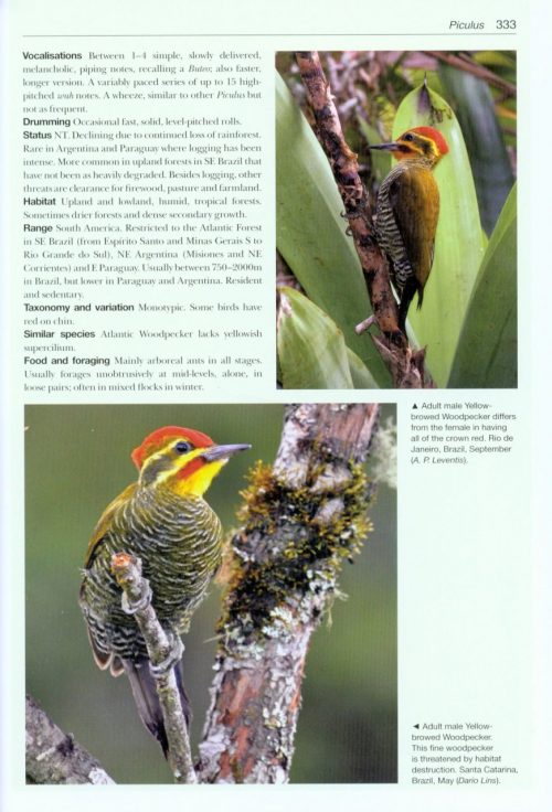 Woodpeckers of the World: The Complete Guide (Helm Photographic Guide) - Image 6