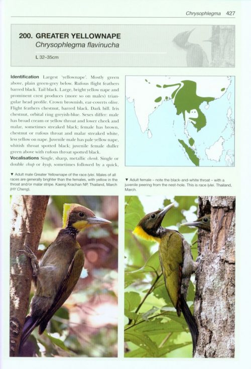 Woodpeckers of the World: The Complete Guide (Helm Photographic Guide) - Image 7