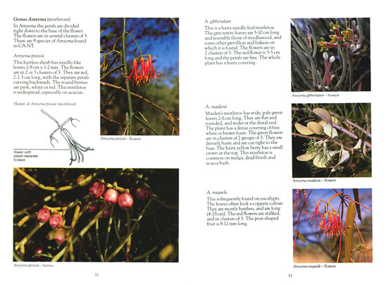 Wildflowers and Plants of Inland Australia - Image 2