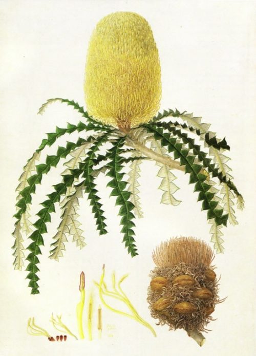 Banksia speciosa 'Showy Banksia'