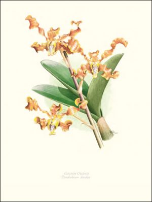 Golden Orchid