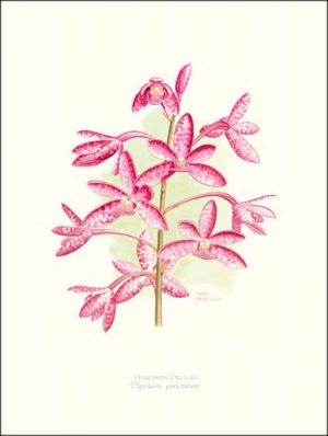 Hyacinth Orchid
