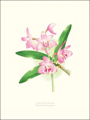 Pink Rock Orchid