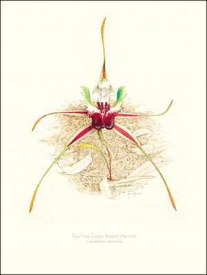 Tea Tree Creek Spider Orchid