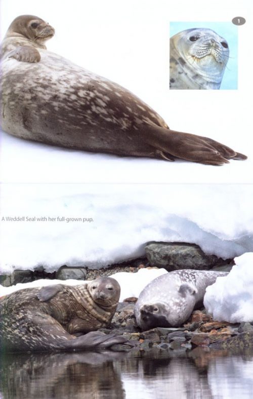 A Field Guide to the Wildlife of South Georgia - Image 5