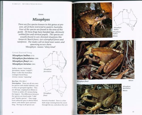 A Field Guide to Frogs of Australia:  From Port Augusta to Fraser Island Including Tasmania - Image 3