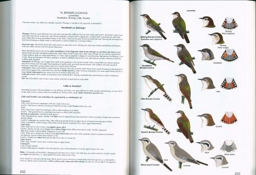 Birds of the Wet Tropics of Queensland and Great Barrier Reef and Where to Find Them - Image 4