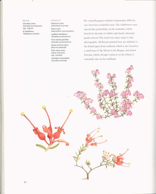 Nature Revealed : An Artist's View of the Wildflowers of South Australia - Image 4
