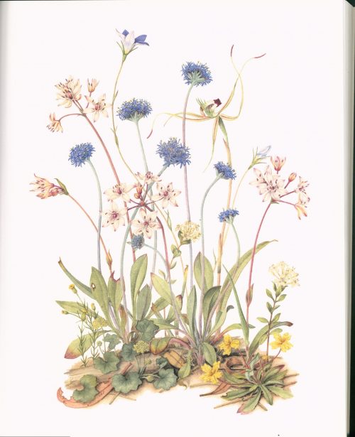 Nature Revealed : An Artist's View of the Wildflowers of South Australia - Image 2