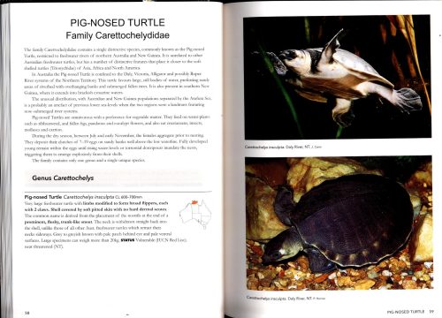 A Complete Guide to Reptiles of Australia (Sixth Edition) - Image 2