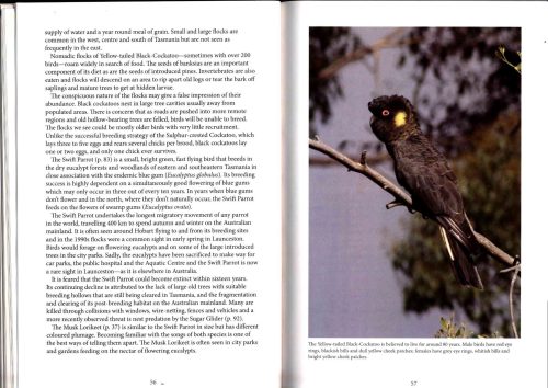 The Feathered Tribes of Van Diemen's Land - Image 4