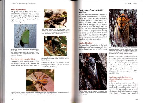 Insects of South-Eastern Australia:  An Ecological and Behavioural Guide - Image 2