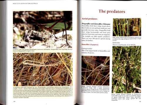 Insects of South-Eastern Australia:  An Ecological and Behavioural Guide - Image 3