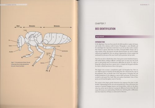 Australian Native Bees: A Practical Handbook - Image 3